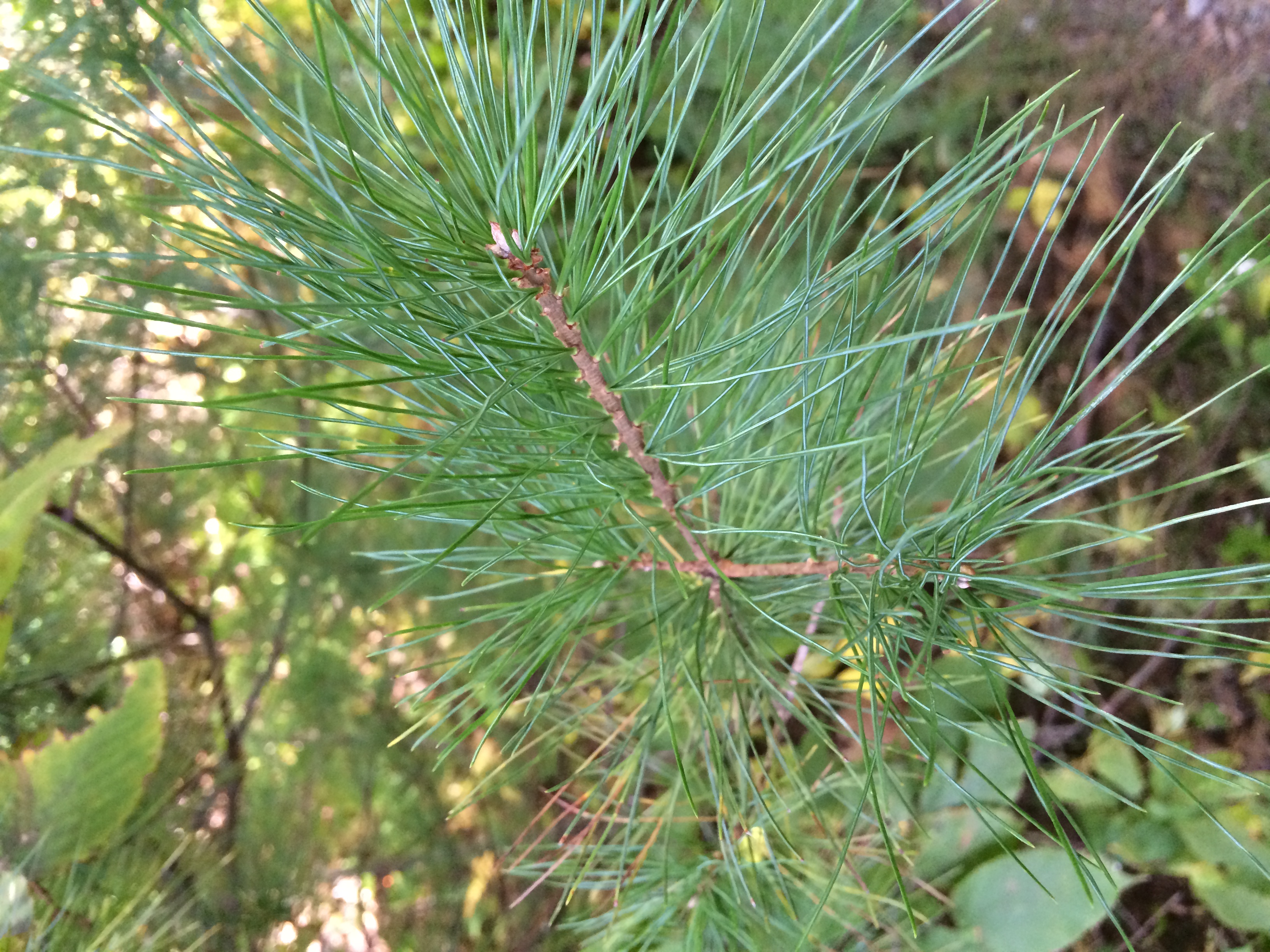 Some kind of evergreen tree