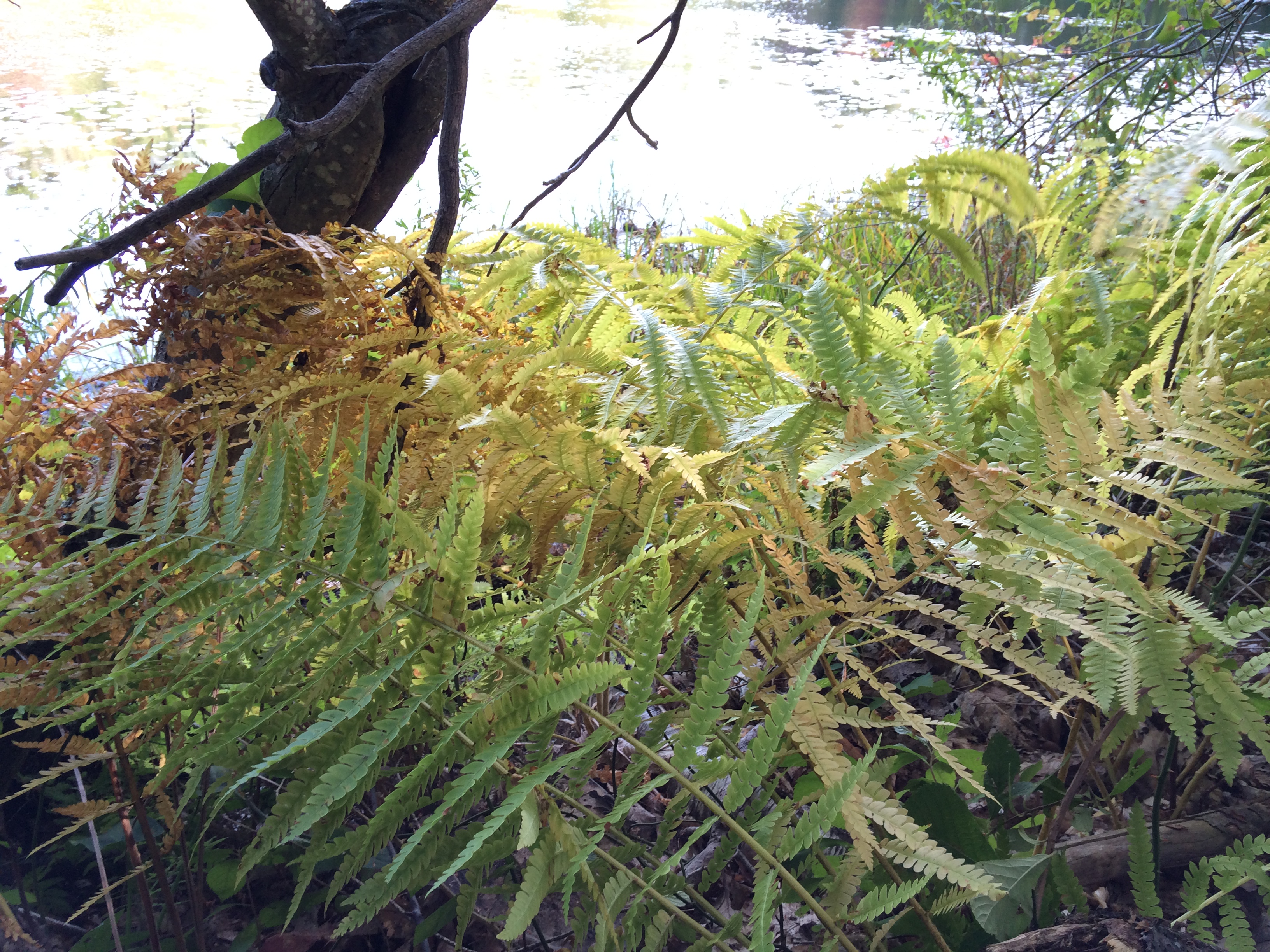 Ferns around Quarter Mile Pond